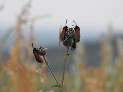 Zygaena minos