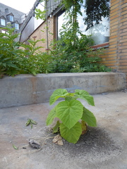 Paulownia tomentosa