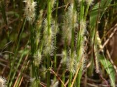 Dapsilanthus spathaceus