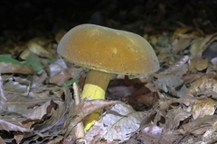 Boletus auripes