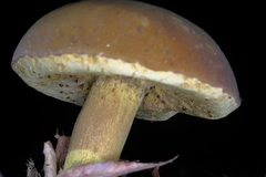 Boletus auripes