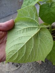Paulownia tomentosa