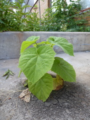 Paulownia tomentosa