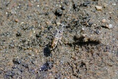 Ellipsoptera puritana