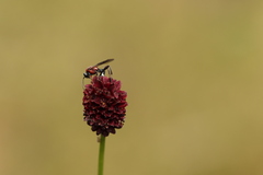 Neotypus melanocephalus