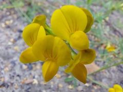 Lotus corniculatus