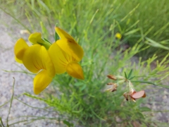 Lotus corniculatus