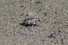 Ellipsoptera puritana