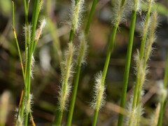 Dapsilanthus spathaceus