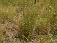 Dapsilanthus spathaceus