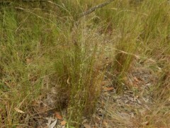 Dapsilanthus spathaceus