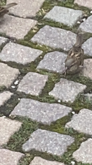 Passer domesticus