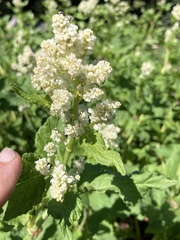 Koenigia phytolaccifolia