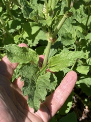 Koenigia phytolaccifolia