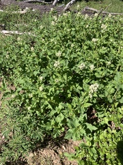 Koenigia phytolaccifolia