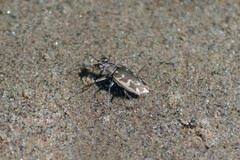 Ellipsoptera puritana