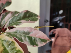 Ceriagrion coromandelianum