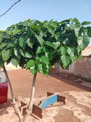 Ficus