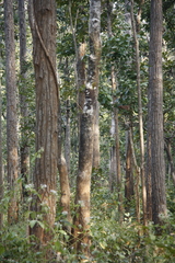 Dipterocarpus tuberculatus