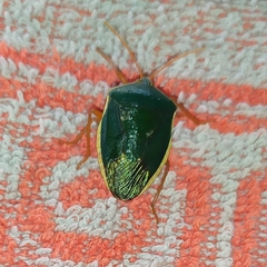 Edessa rufomarginata