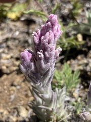 Castilleja schizotricha