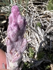 Castilleja schizotricha