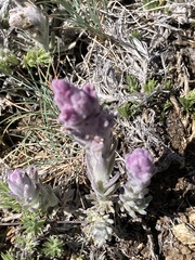 Castilleja schizotricha