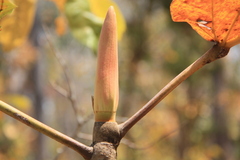 Dipterocarpus tuberculatus