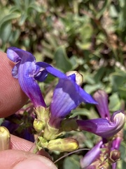 Penstemon parvulus