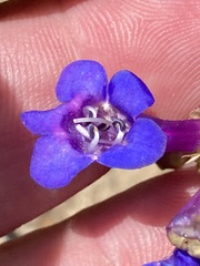 Penstemon parvulus