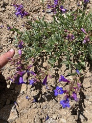 Penstemon parvulus