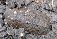 Phyllocaulis soleiformis