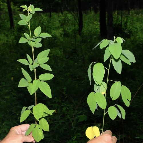 Image of Desmodium perplexum by (c) Nathan Aaron, some rights reserved (CC BY)
