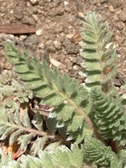 Horkelia hendersonii