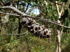 Banksia dentata