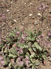 Horkelia hendersonii