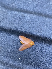 Anisota pellucida