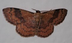Leptostales rubromarginaria