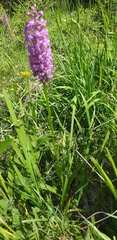 Gymnadenia densiflora