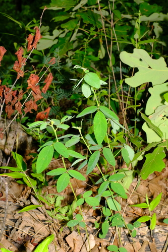Image of Desmodium obtusum by (c) Nathan Aaron, some rights reserved (CC BY)