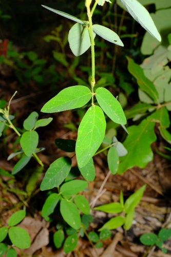 Image of Desmodium obtusum by (c) Nathan Aaron, some rights reserved (CC BY)