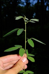 Desmodium obtusum