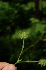 Geum virginianum