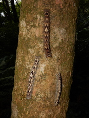 Odonestis bheroba formosae