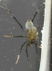 Pardosa delicatula