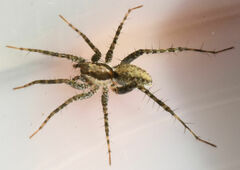 Pardosa delicatula
