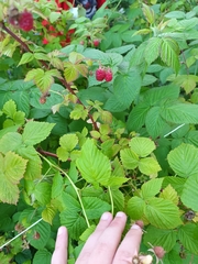 Rubus idaeus