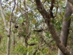 Banksia dentata