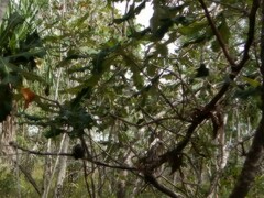 Banksia dentata