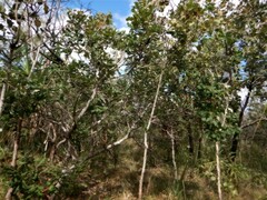 Banksia dentata